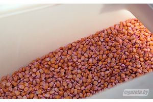 Лёс ураджаю ў руках прафесіяналаў