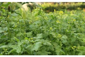 Какие сидераты посеять в апреле? Отвечает садовод