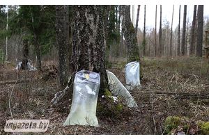 Бярозавік для здароўя і бадзёрасці