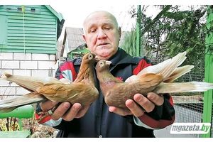 Дмитрий Холодинский: «Голуби — прекрасные, умные птицы, и, кстати, они очень похожи на людей»