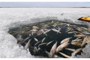 Как предотвратить зимние заморы рыбы