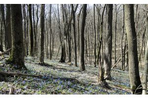 Сезон клещей не за горами