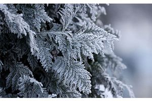 Снег и до +5°С ожидается сегодня в Беларуси