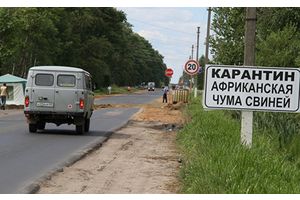 Яшчэ раз пра афрыканскую чуму свиней
