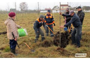 В Молодечно будет посажено 750 лип