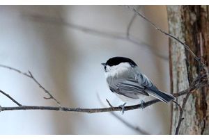 До +10°С и сильный ветер ожидаются сегодня в Беларуси
