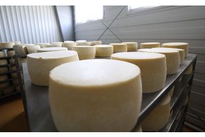 Кобринский маслодельно-сыродельный завод в 2025 году почти на треть увеличил экспортную выручку