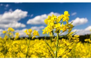 Испытают «Зубр» и «Аист»: белорусские ученые продолжают выводить новые сорта рапса