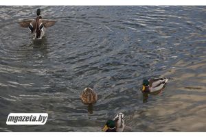 Дождливо и до +12°С будет в Беларуси 14 ноября