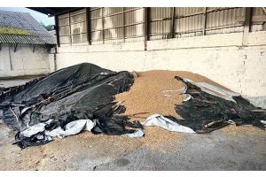 Контроль за уборочной кампанией в Молодечненском районе