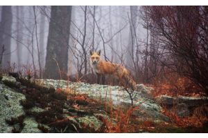 Что делать, если подозреваете, что дикое животное заражено бешенством?