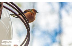Ждать ли белорусам сегодня дождей, ответили синоптики