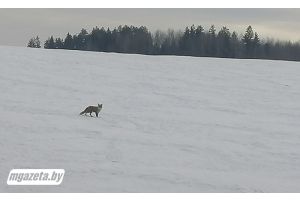 Лисы на полях Молодечненского района – явление обычное или есть повод для беспокойства?