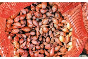 Выбираем лук-севок