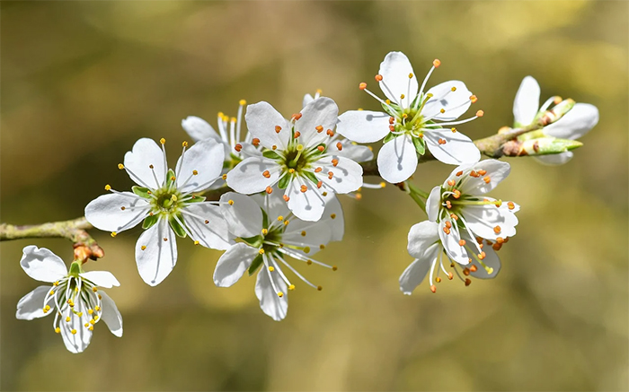 Создаем плодовый сад весной