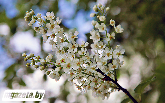 До +11°С и кратковременные дожди. Какой будет погода 29 апреля