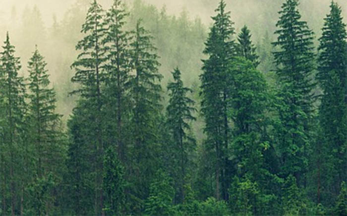 В милиции напомнили об опасности похода в лес и рассказали, что делать, если заблудились