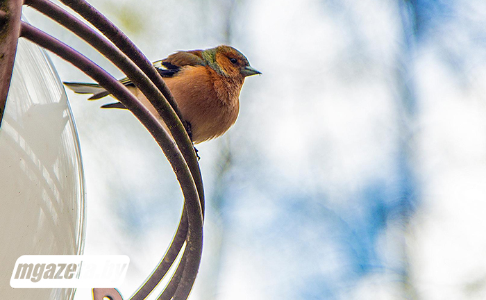 Зонты не прячем. Что готовит погода для белорусов 17 апреля